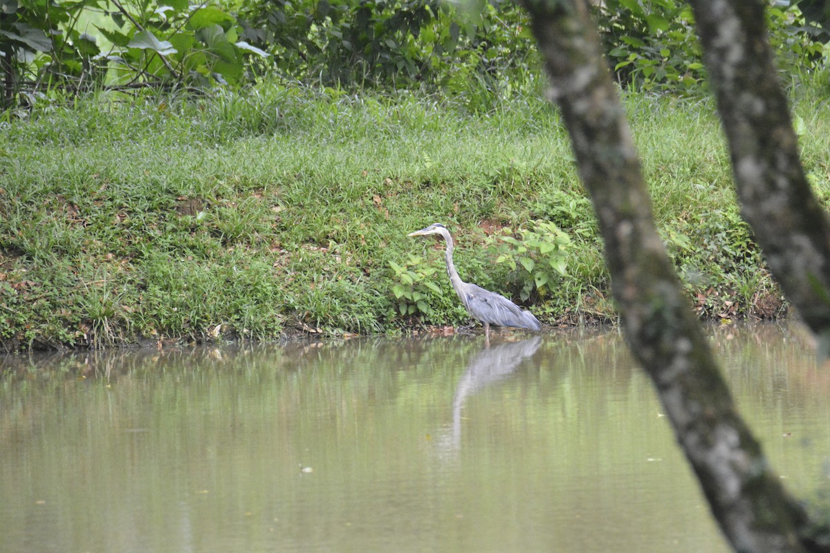 Great Blue Heron - ML646470354