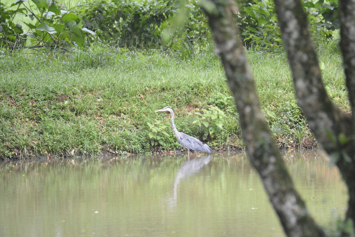 Great Blue Heron - ML646470355