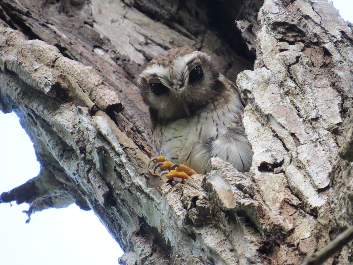 gulbeinugle - ML646470356