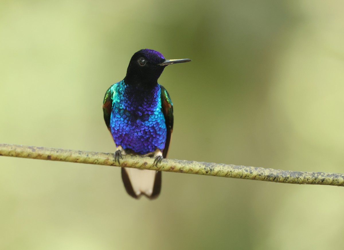 Colibri de Jardine - ML646470359