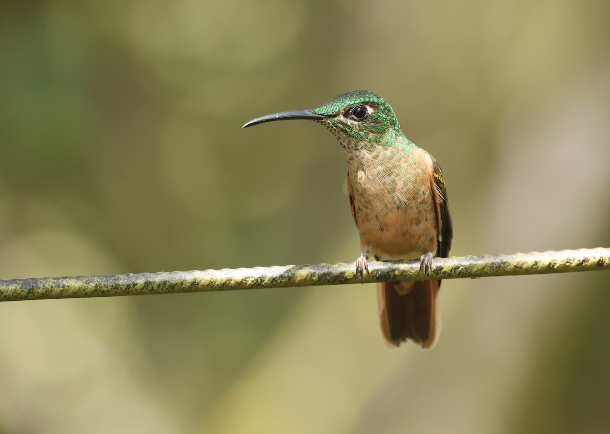 Brillant rubinoïde - ML646470364