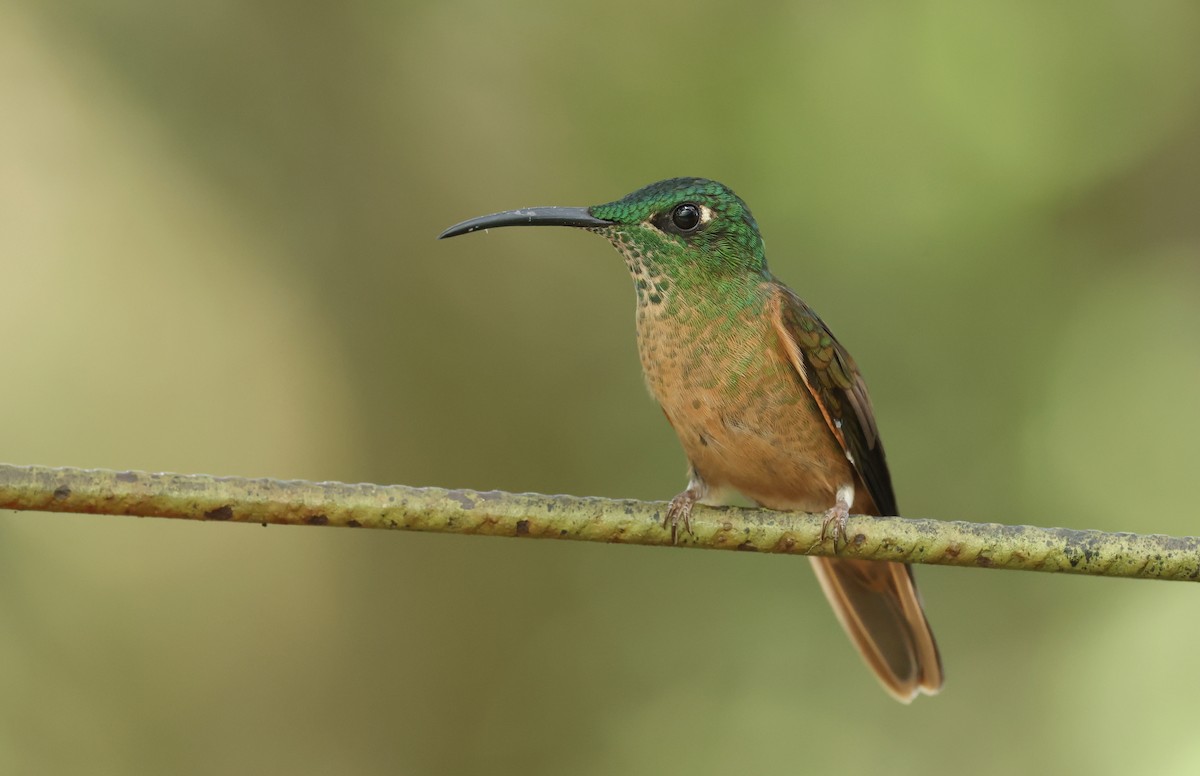 Brillant rubinoïde - ML646470365