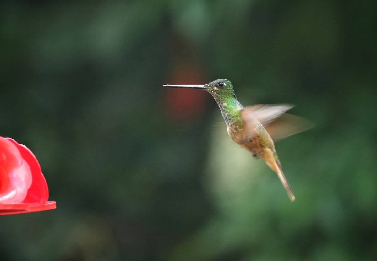 Violet-throated Starfrontlet (Cuzco) - ML646470370