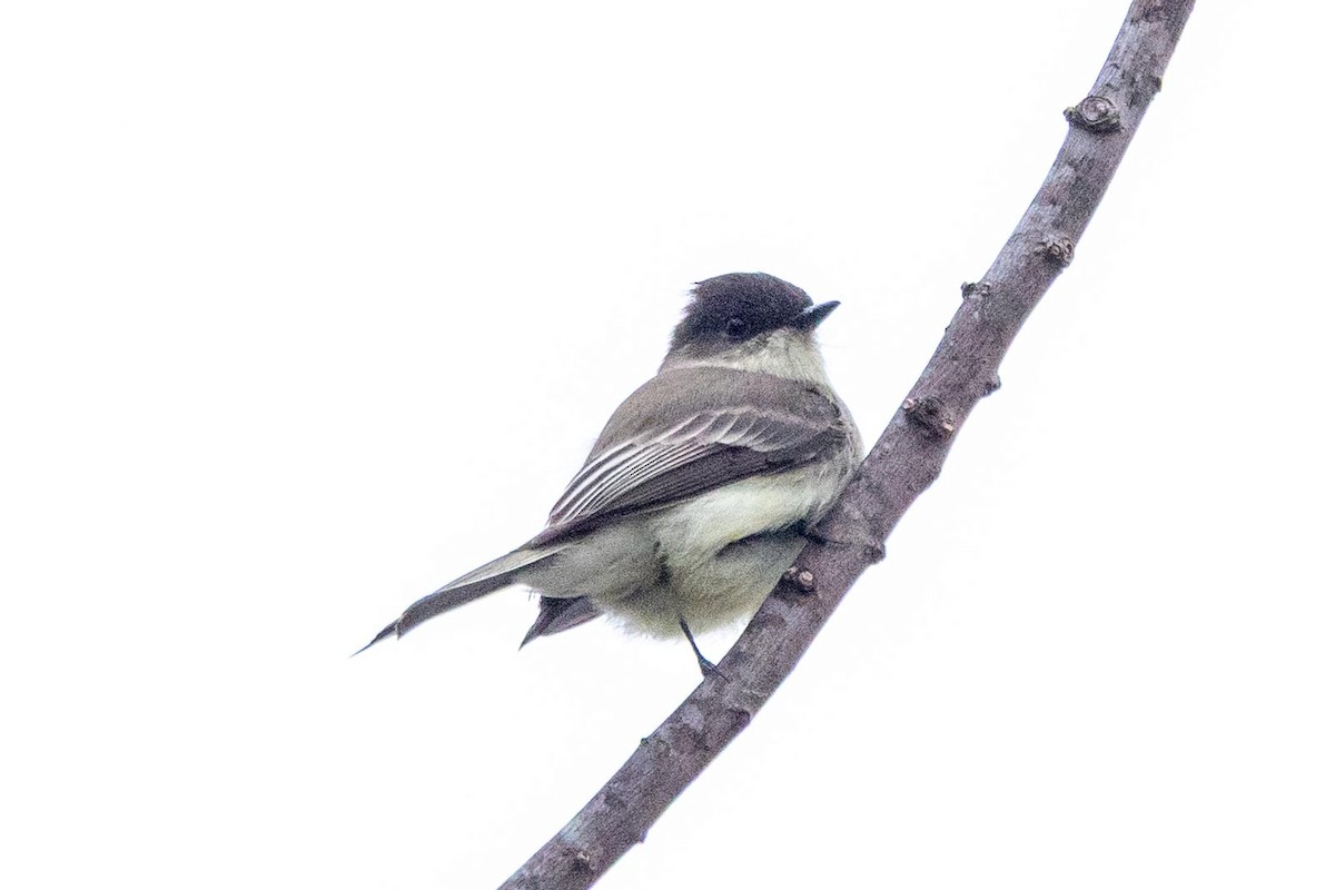 Eastern Phoebe - ML646470371