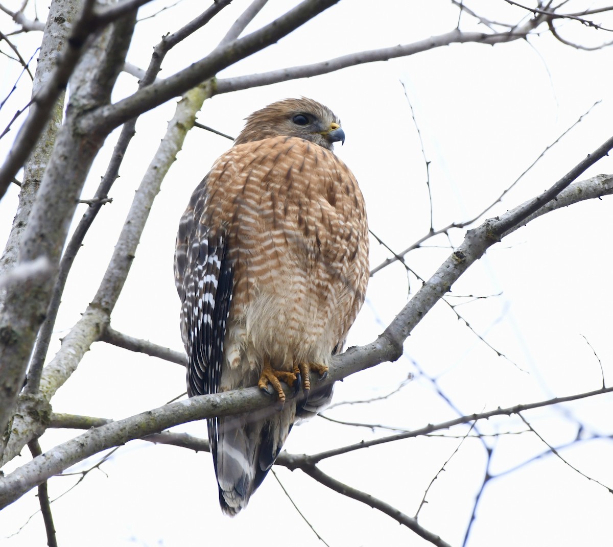 Red-shouldered Hawk (lineatus Group) - ML646470372