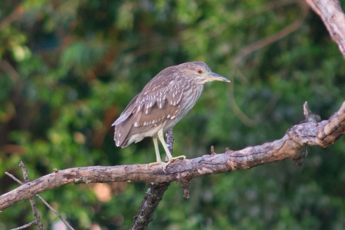 夜鷺(hoactli) - ML646470373