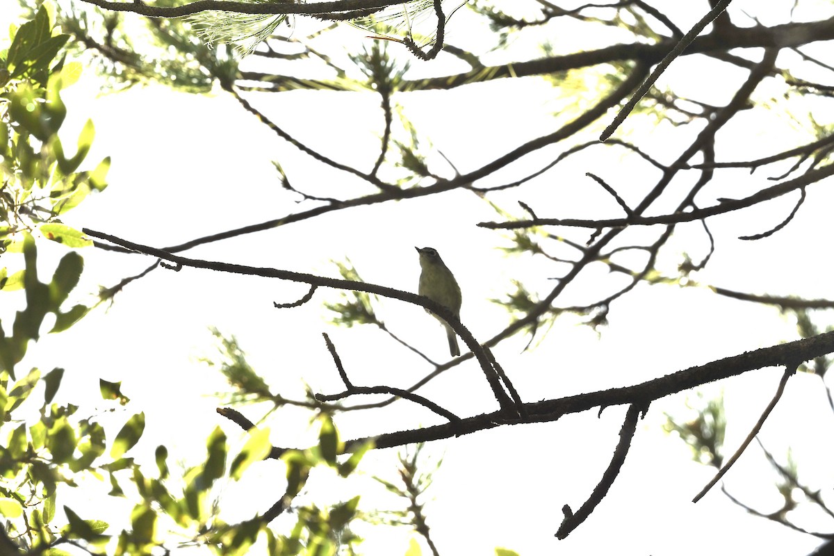 Plumbeous Vireo - ML646470374