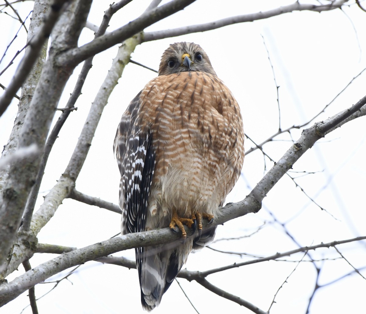 Red-shouldered Hawk (lineatus Group) - ML646470375