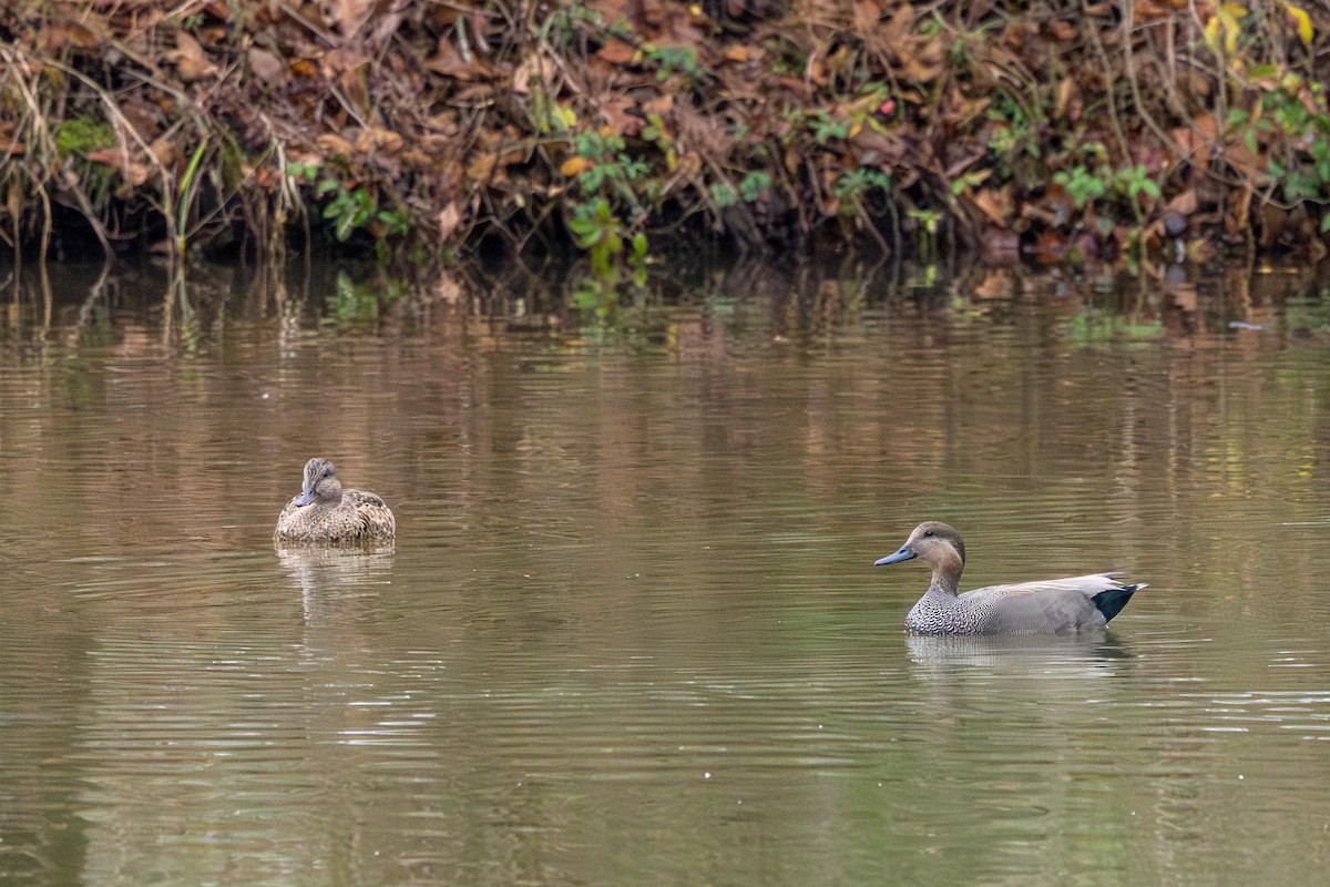 Gadwall - ML646470380