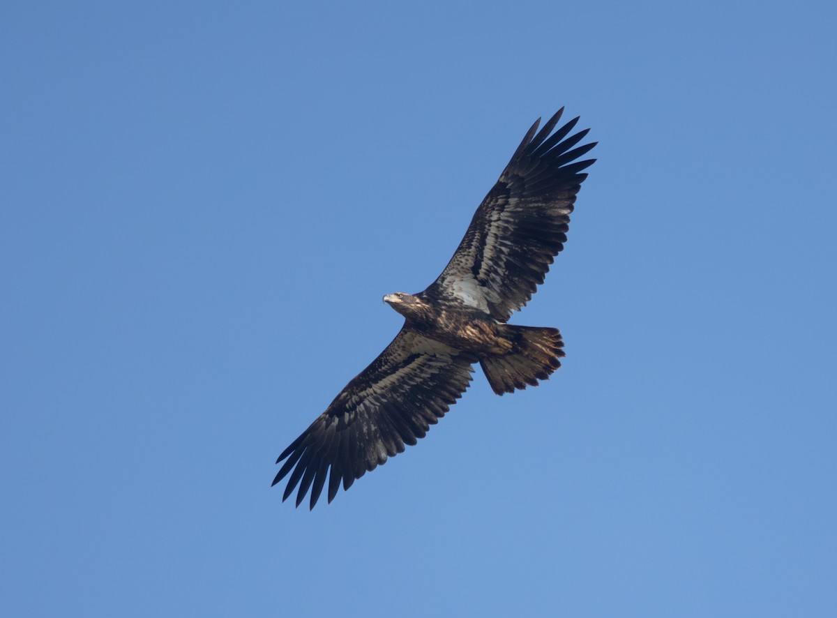 Bald Eagle - ML646470381