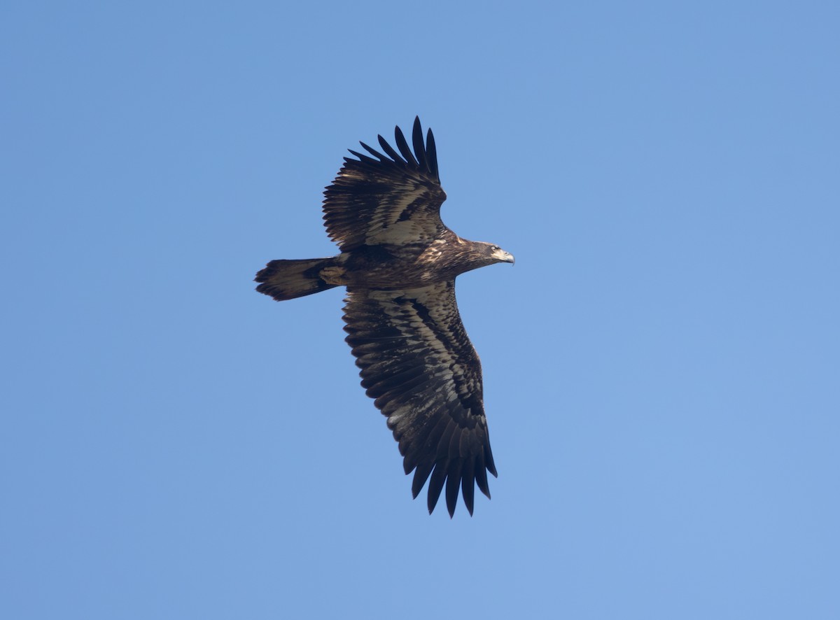 Bald Eagle - ML646470382
