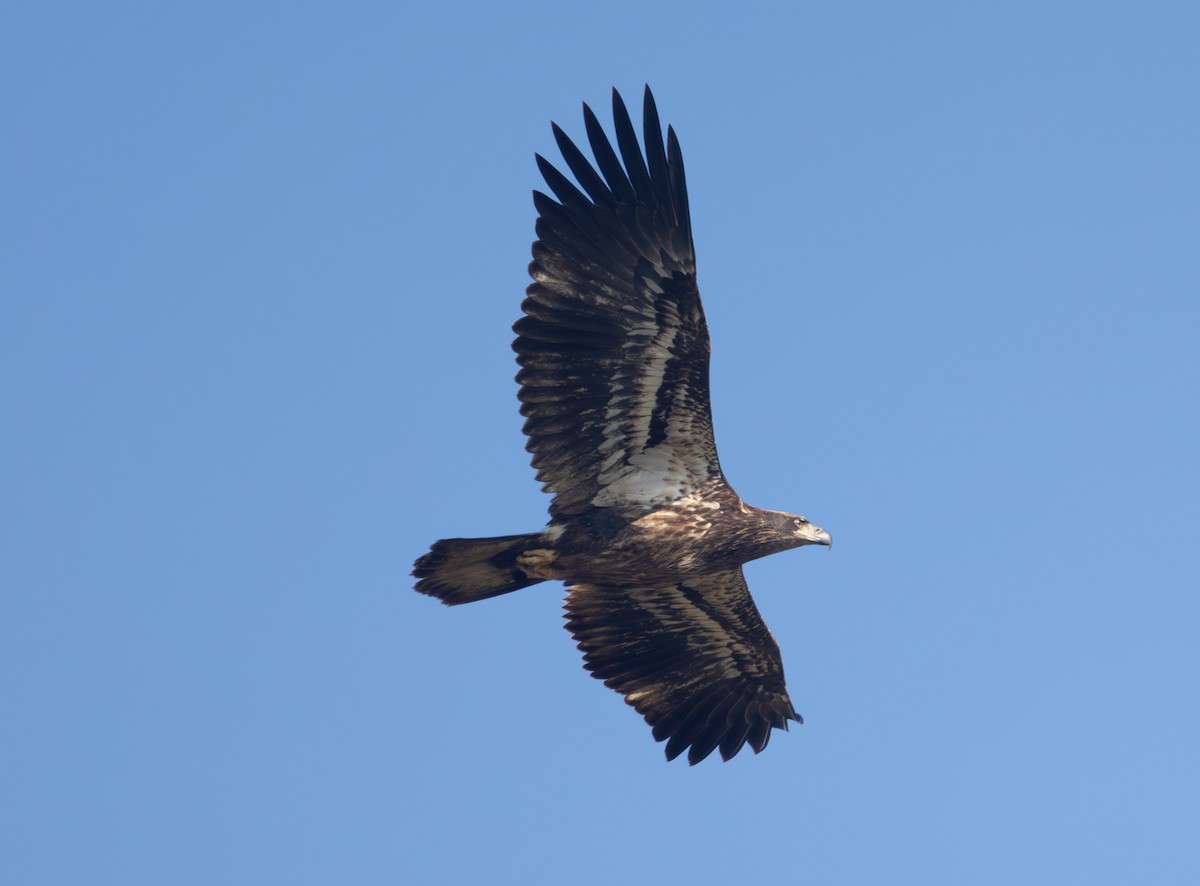 Bald Eagle - ML646470383