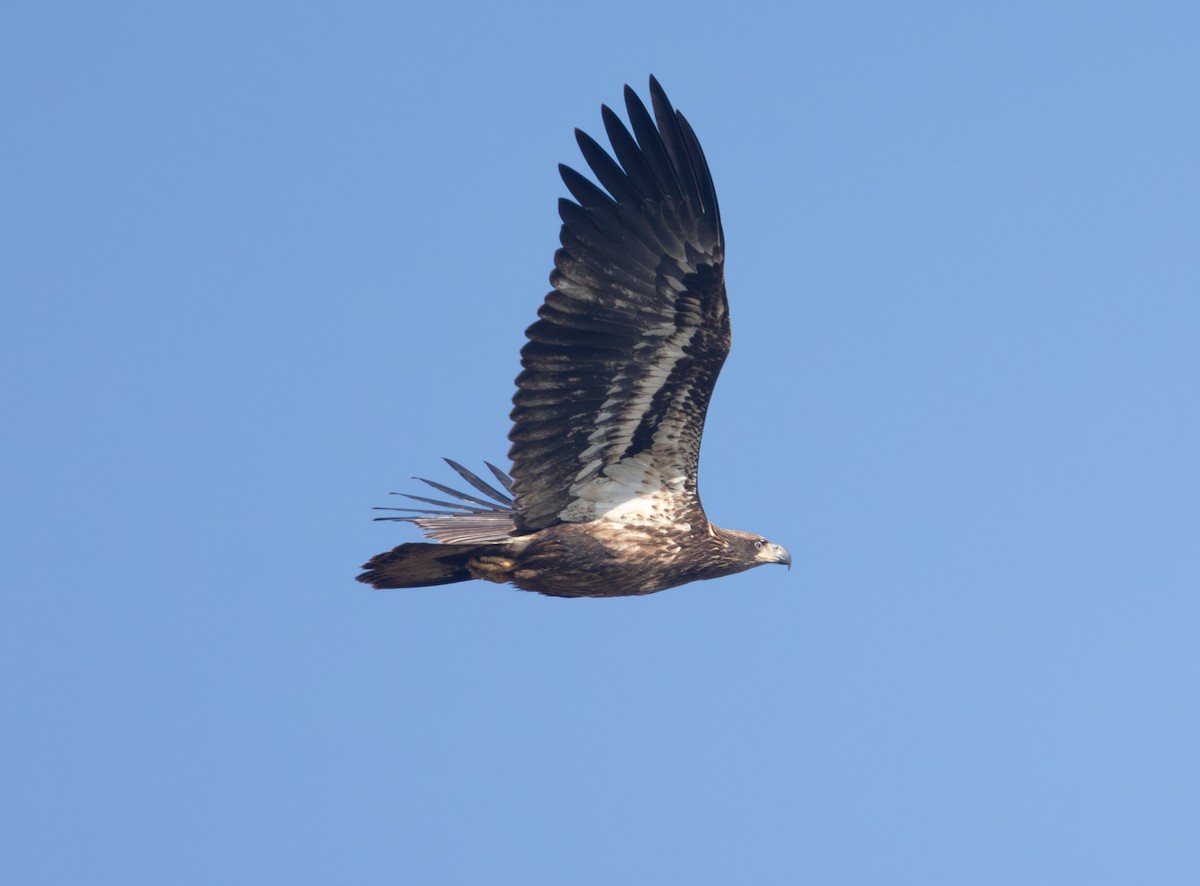 Bald Eagle - ML646470384