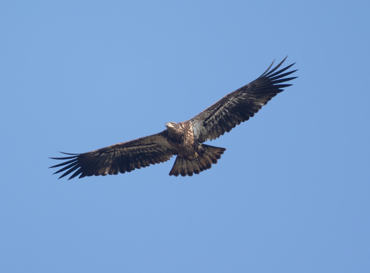 Bald Eagle - ML646470385