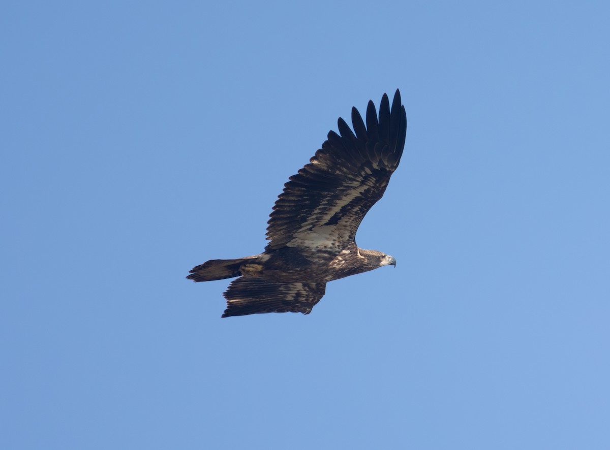 Bald Eagle - ML646470386