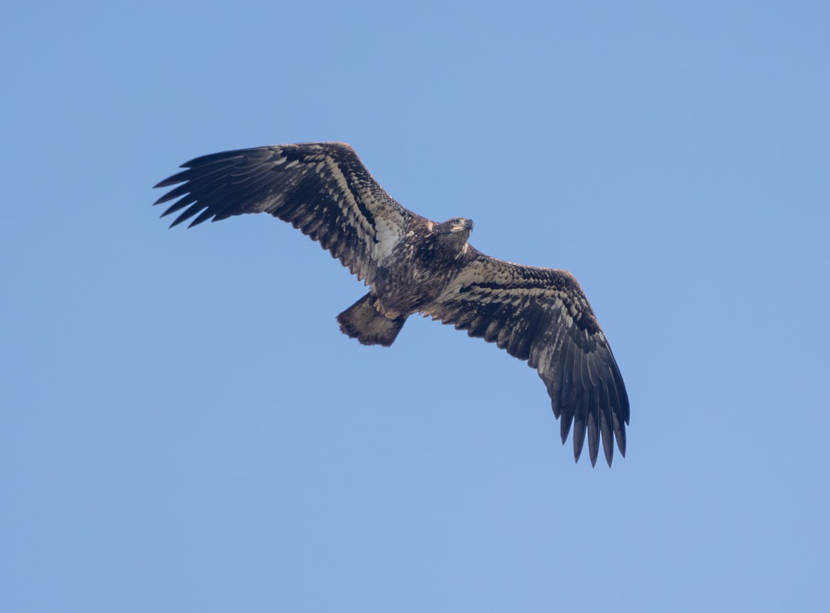 Bald Eagle - ML646470387