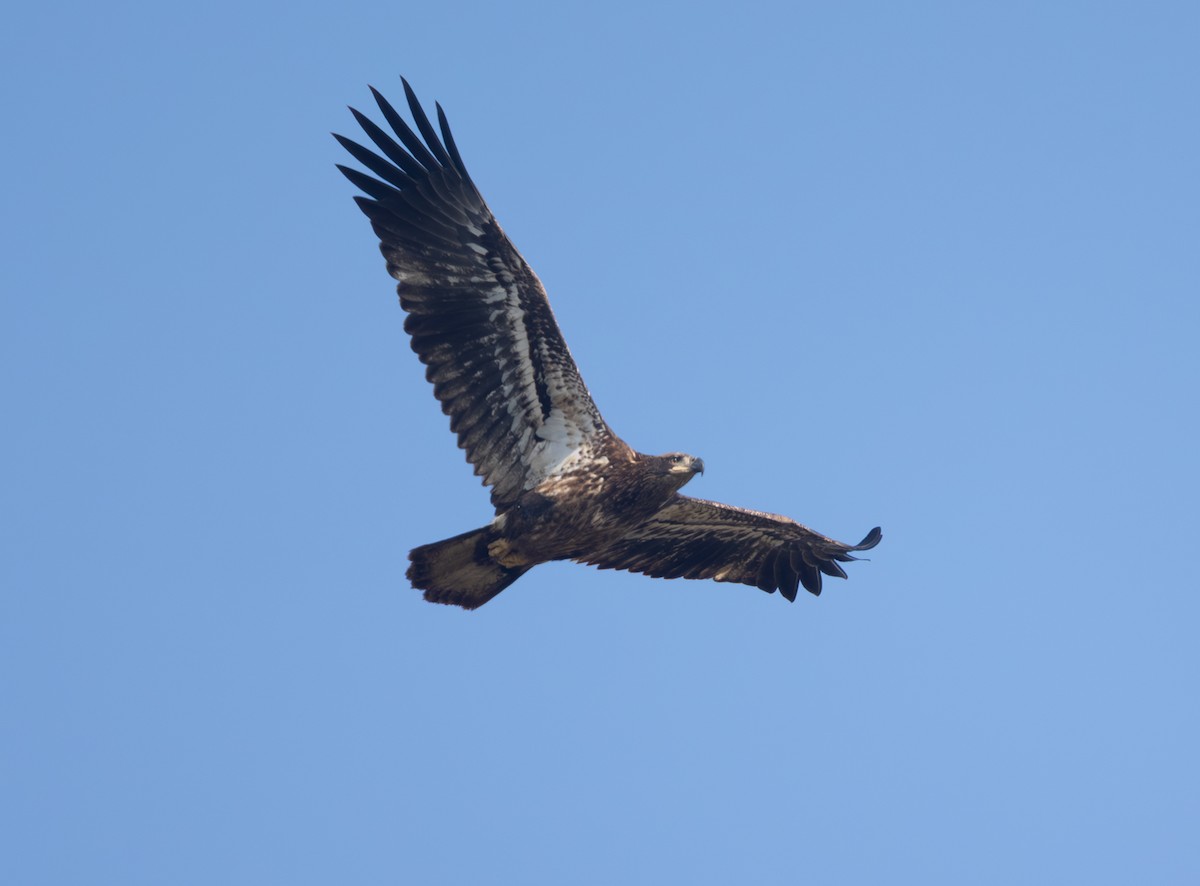 Bald Eagle - ML646470388