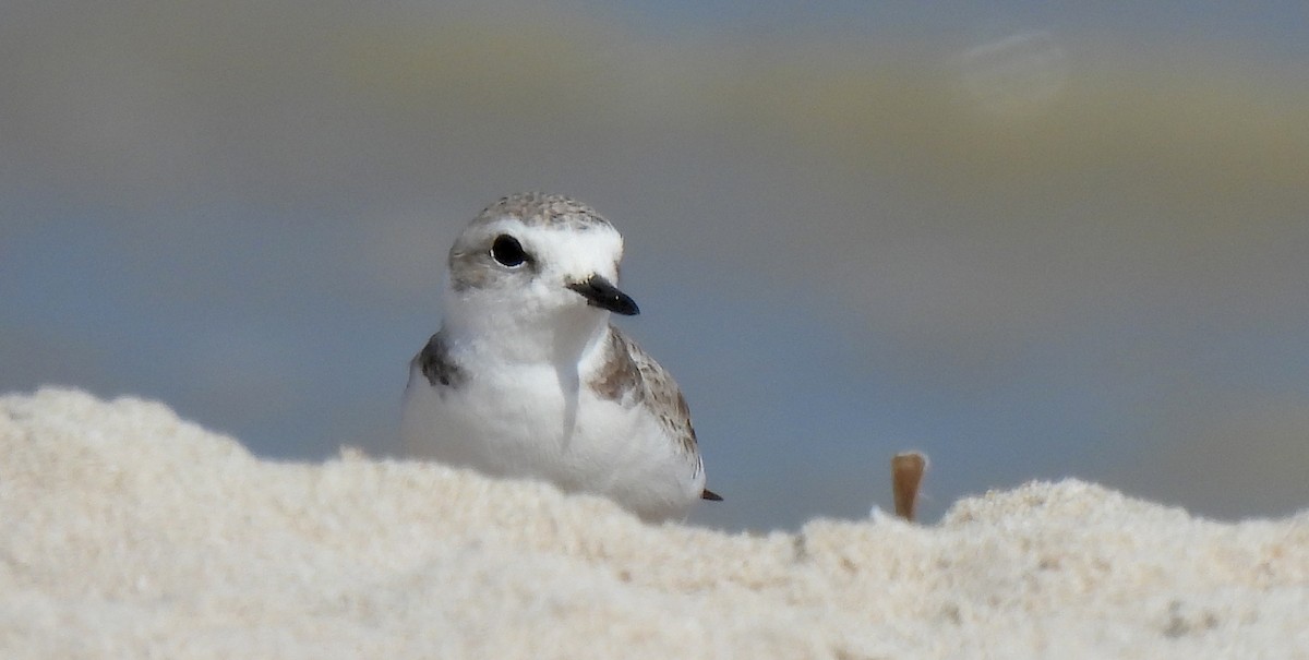 ユキチドリ - ML646470390