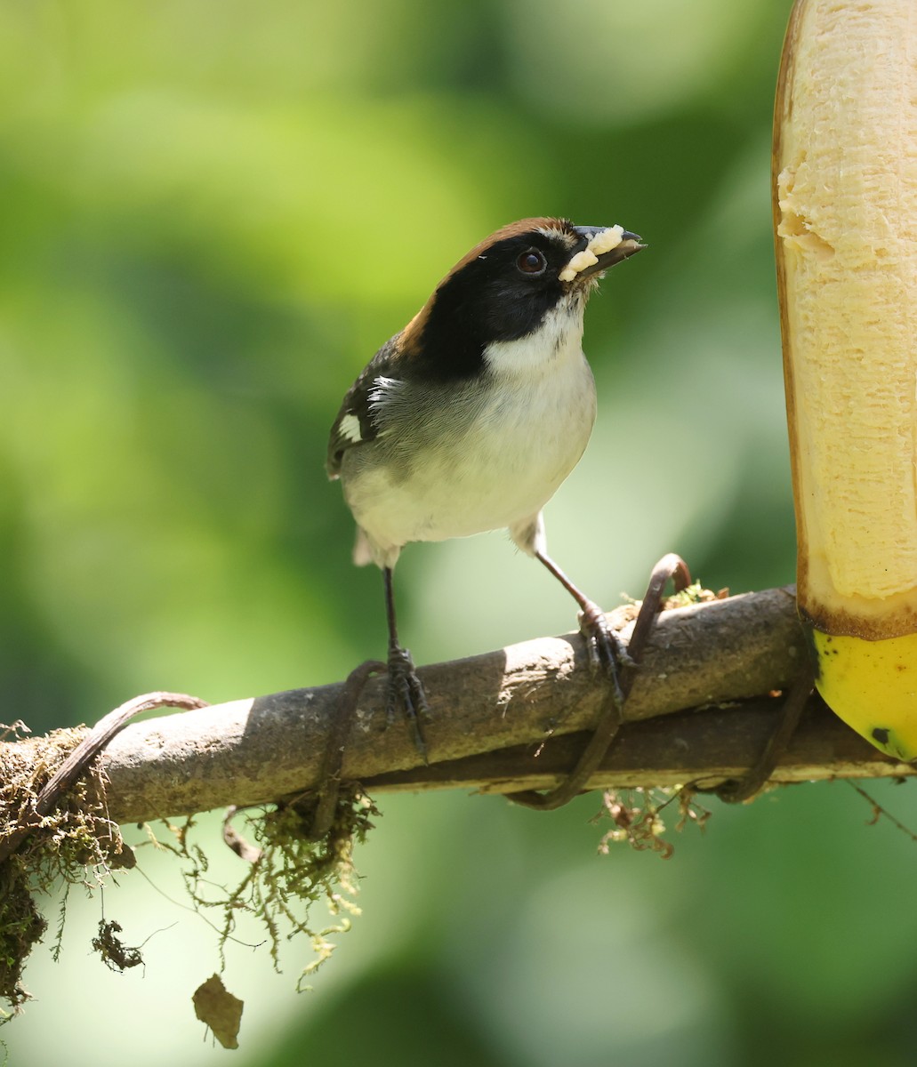 Tohi leucoptère - ML646470391