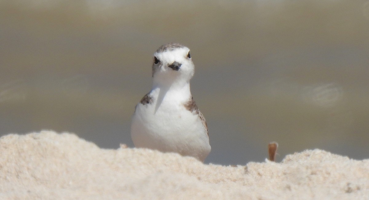 ユキチドリ - ML646470392