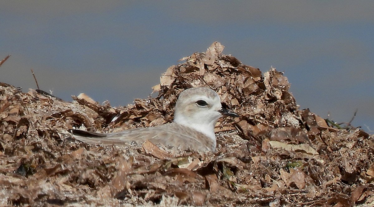 ユキチドリ - ML646470393