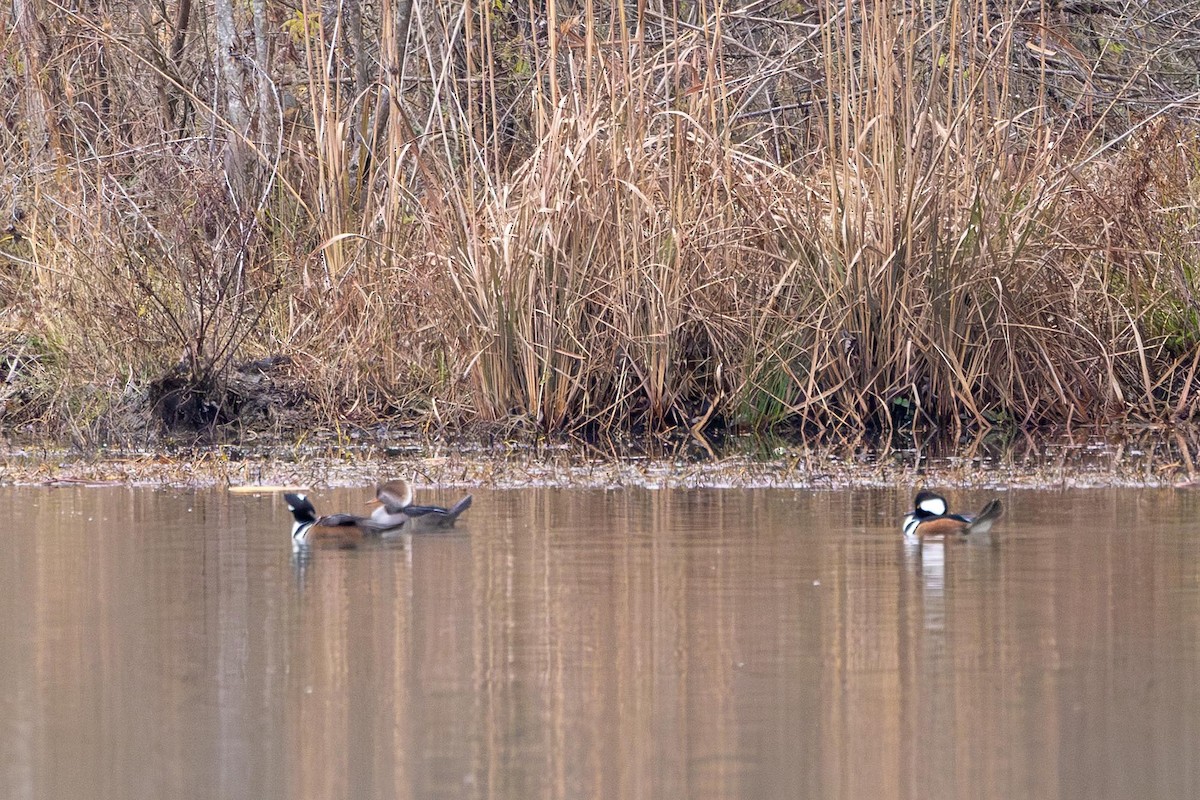 Hooded Merganser - ML646470394