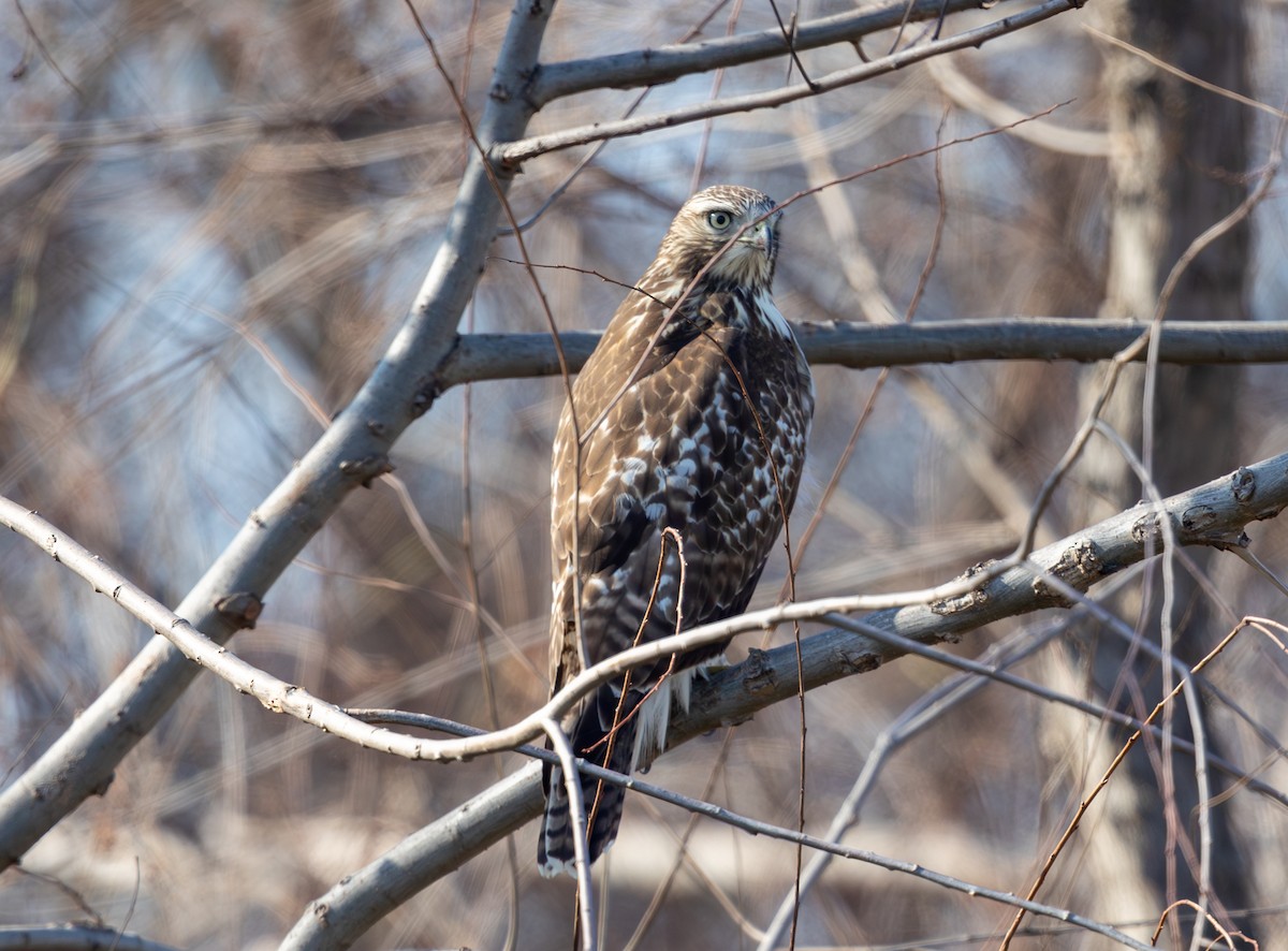 Red-tailed Hawk - ML646470395