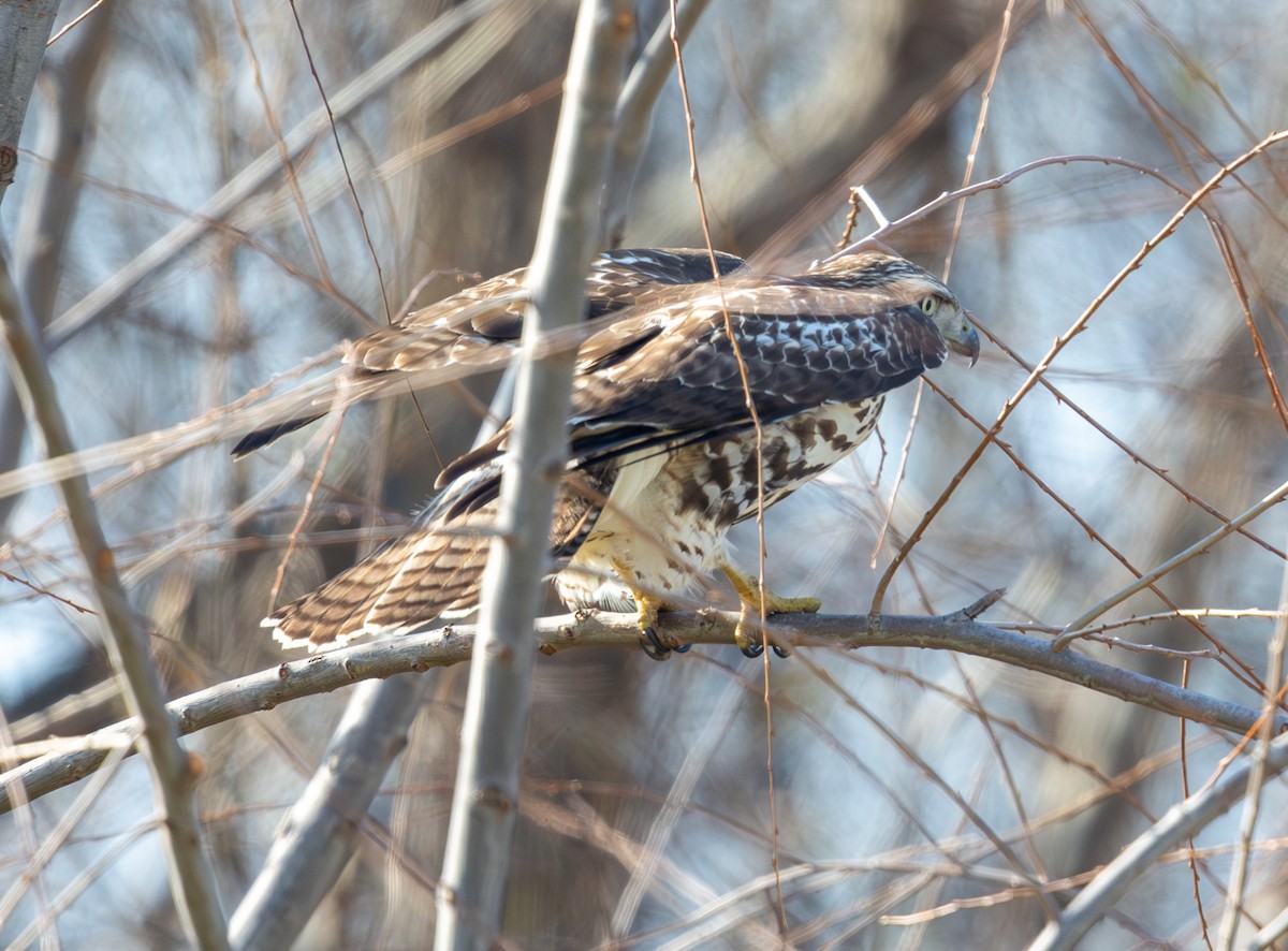 Red-tailed Hawk - ML646470396