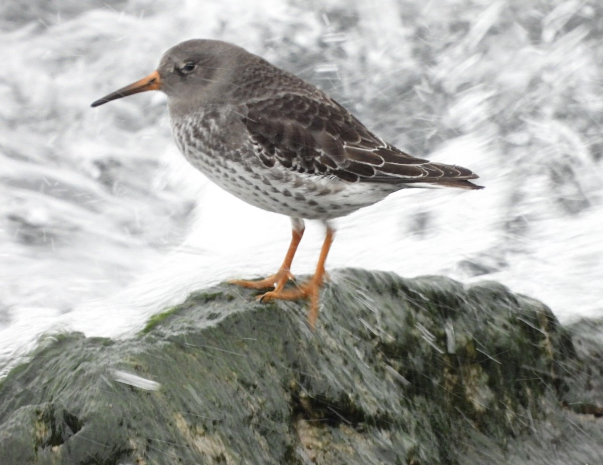 Purple Sandpiper - ML646470397