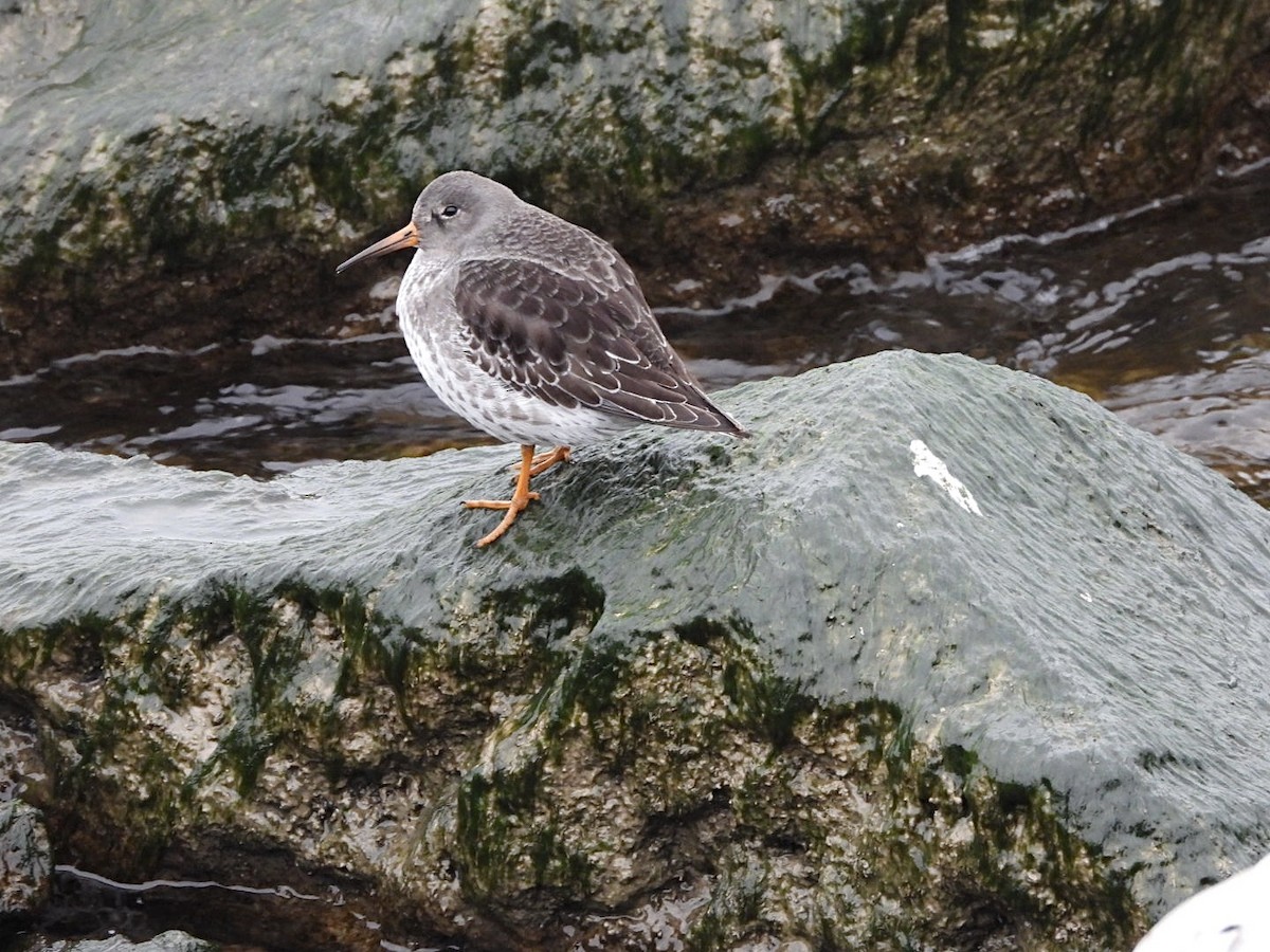Purple Sandpiper - ML646470398