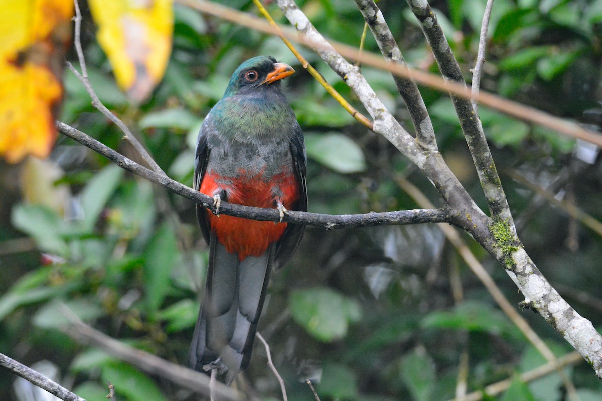 Slaty-tailed Trogon - ML646470401