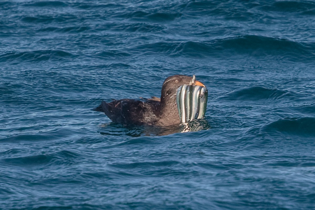 Rhinoceros Auklet - ML646470402