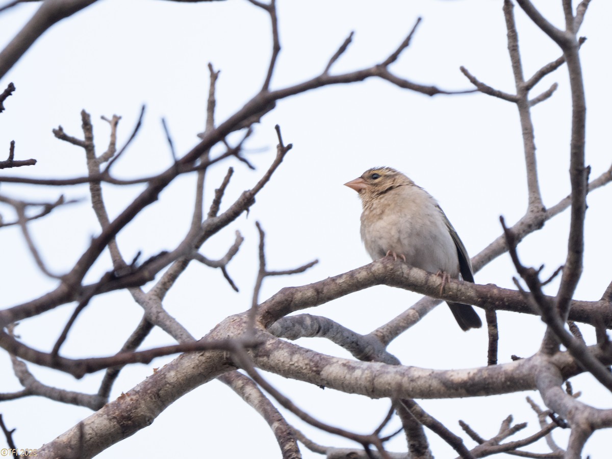 Sakalava Weaver - ML646470404