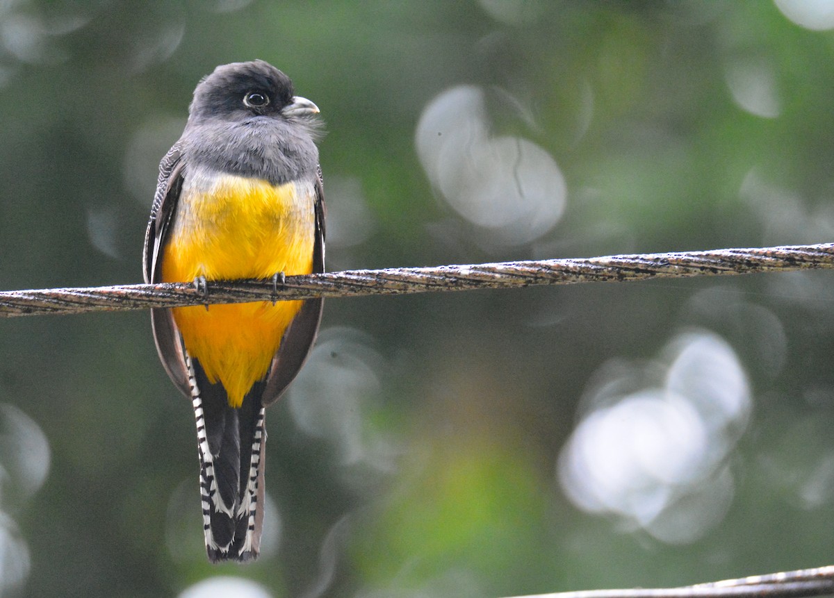 Gartered Violaceous Trogon - ML646470407