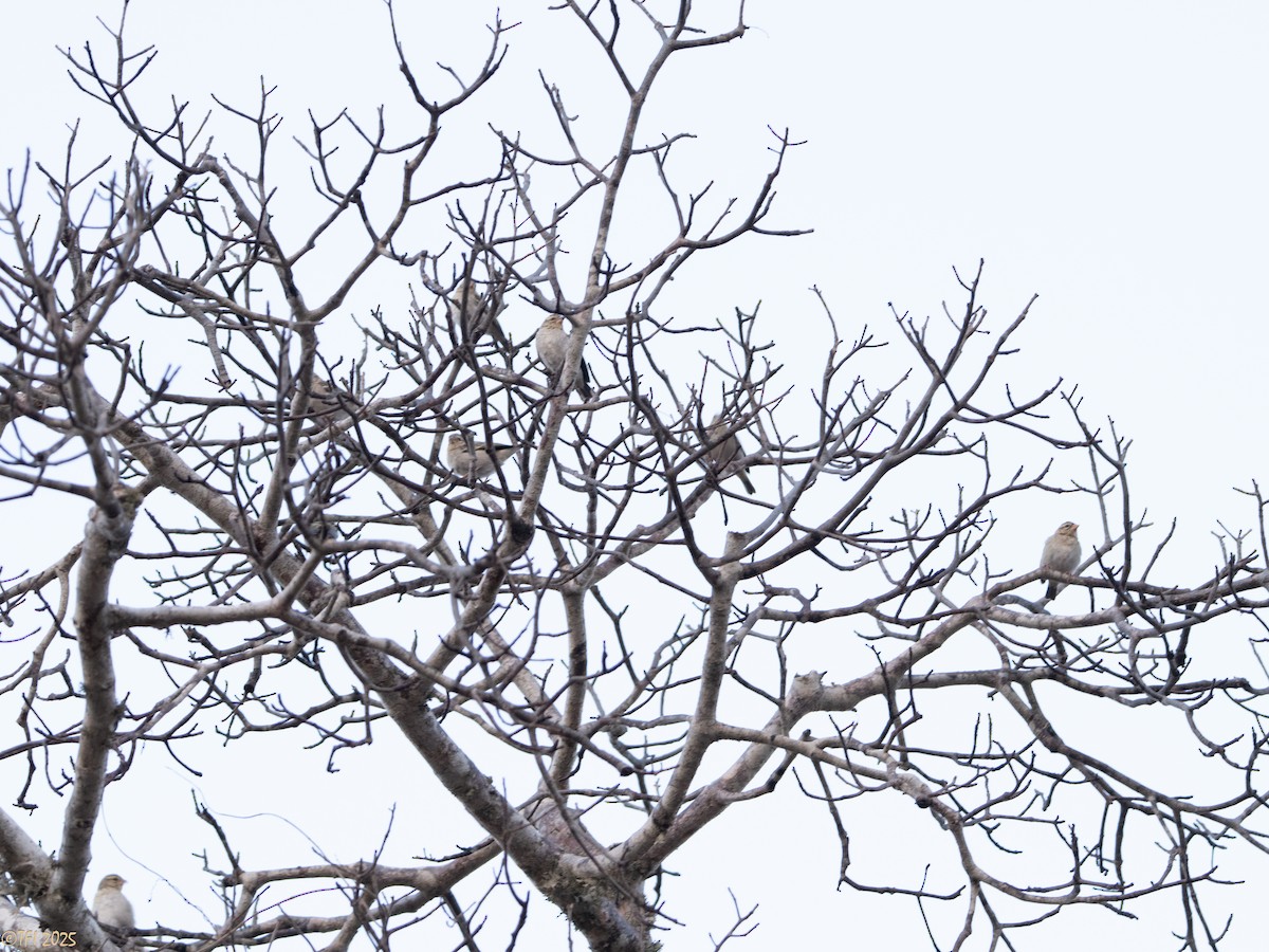 Sakalava Weaver - ML646470408