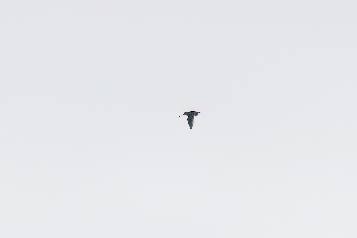 Wilson's Snipe - ML646470411