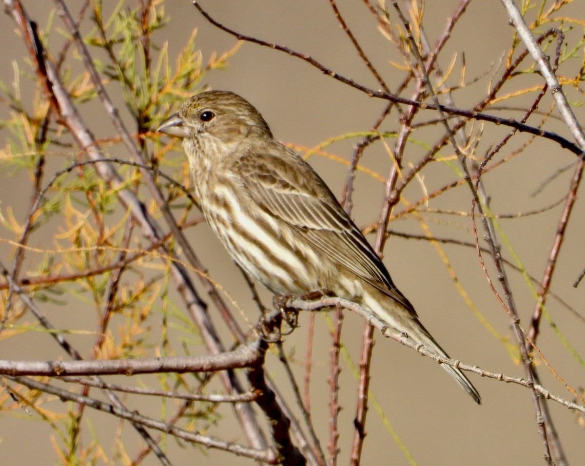House Finch - ML646470412