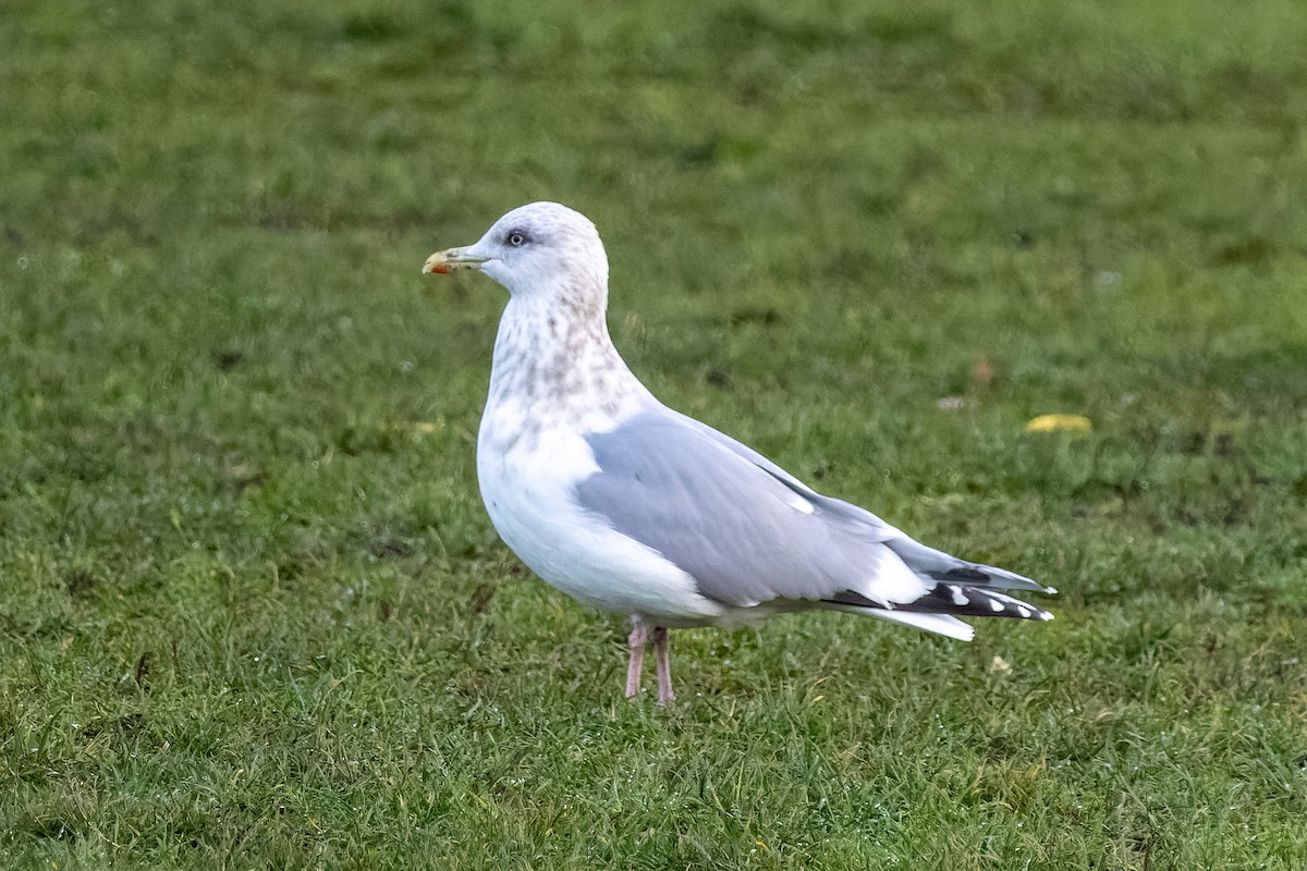 Iceland Gull (Thayer's) - ML646470413