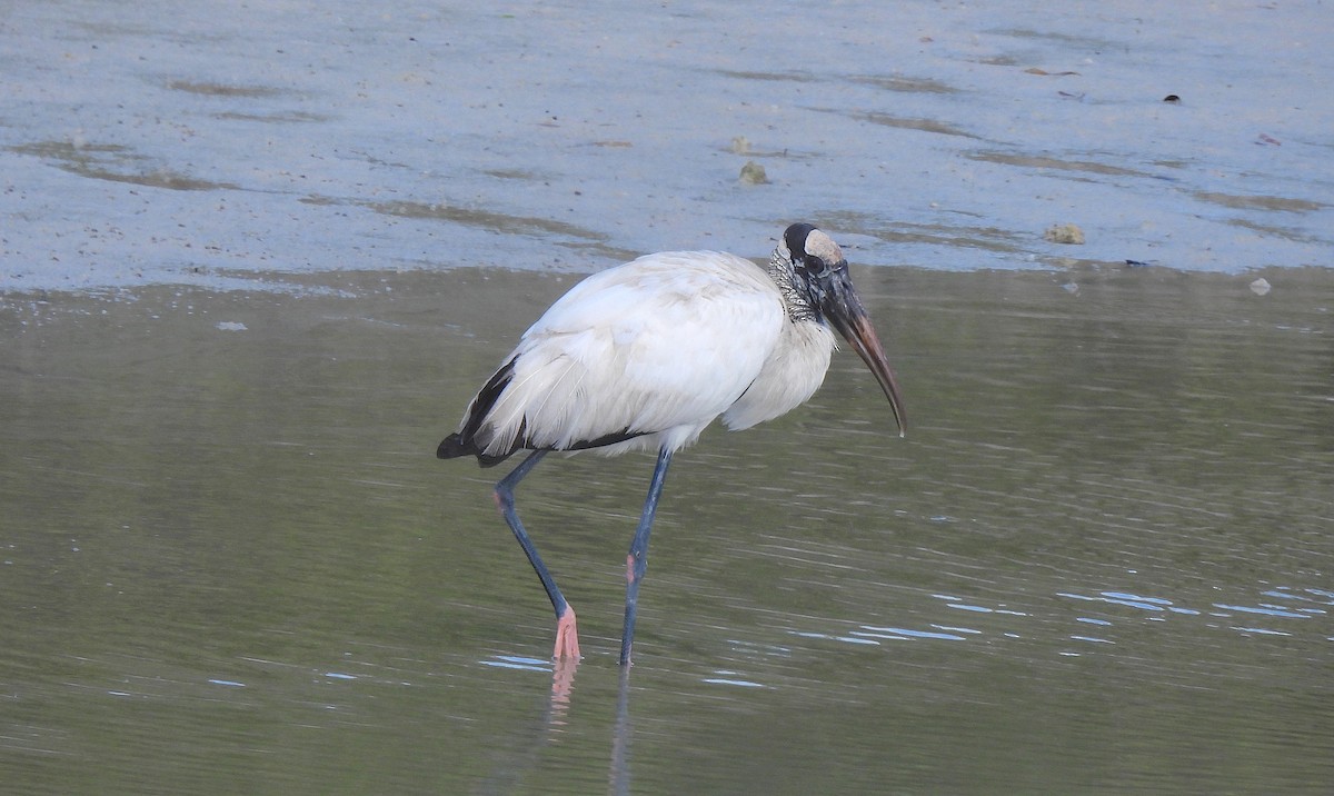 アメリカトキコウ - ML646470414