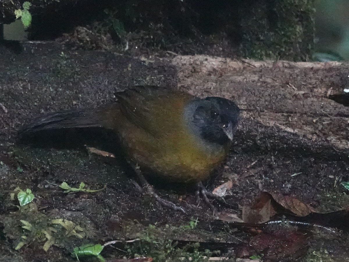 Large-footed Finch - ML646470415