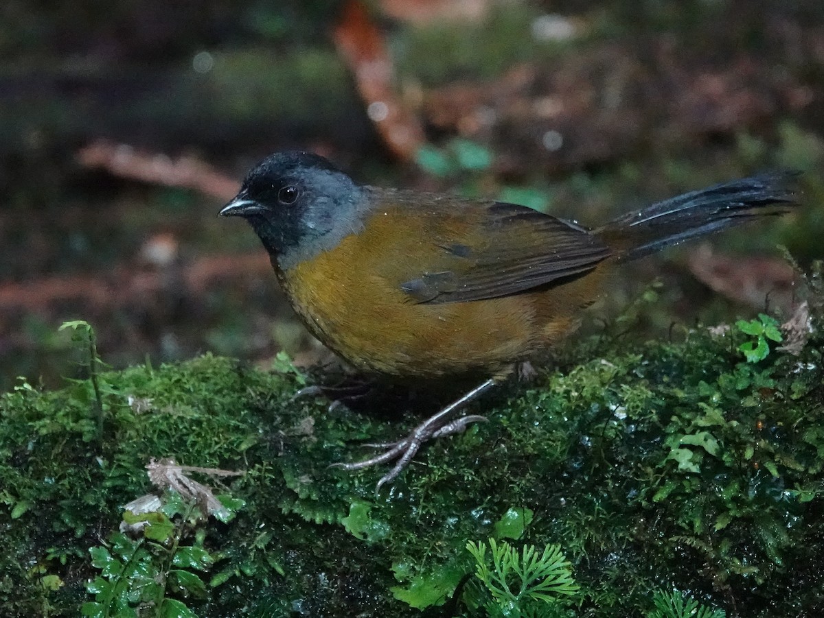 Large-footed Finch - ML646470416