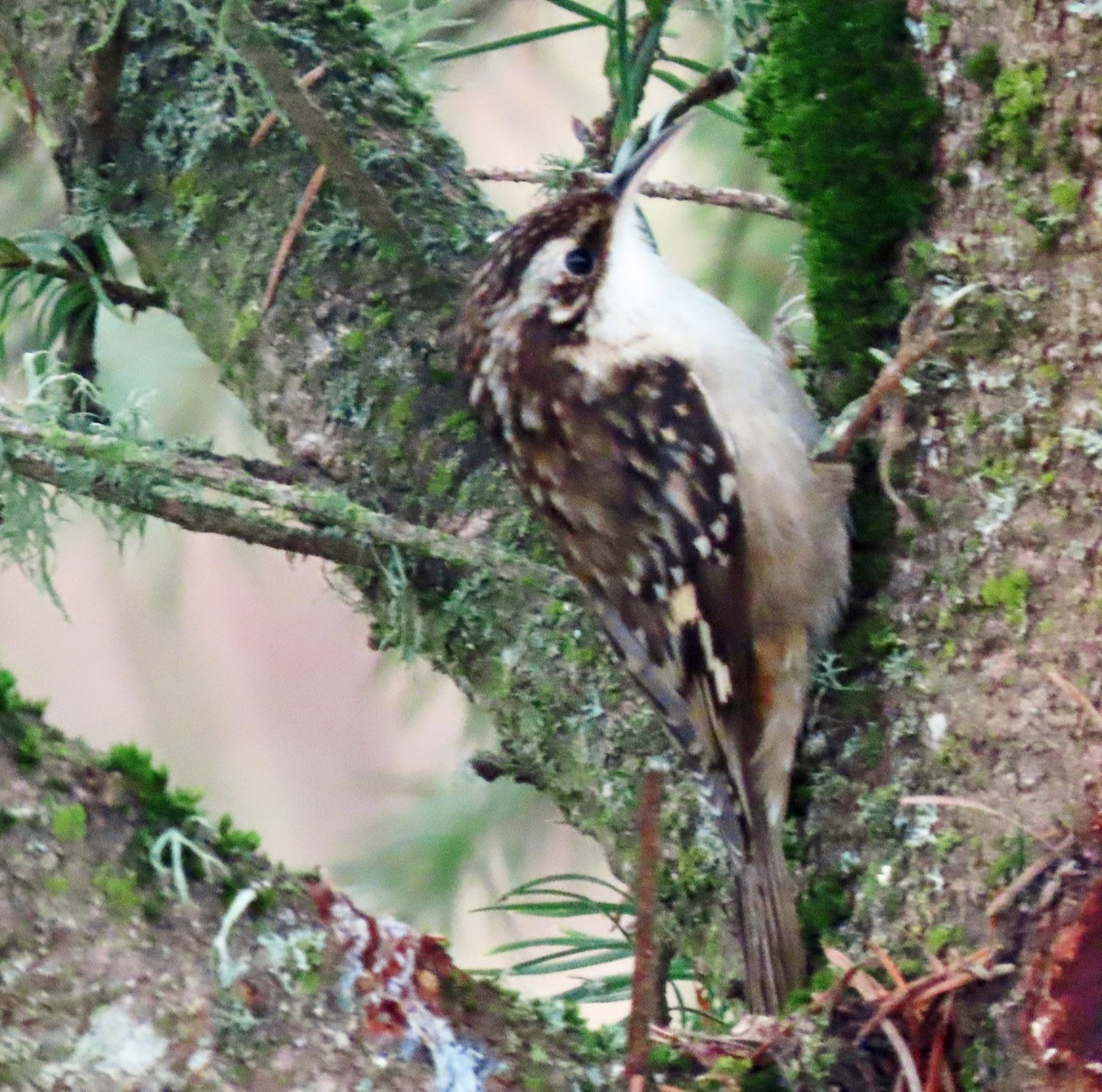 Grimpereau brun - ML646470417