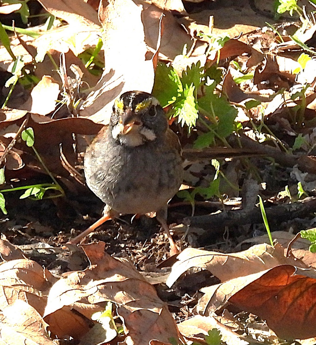 White-throated Sparrow - ML646470424