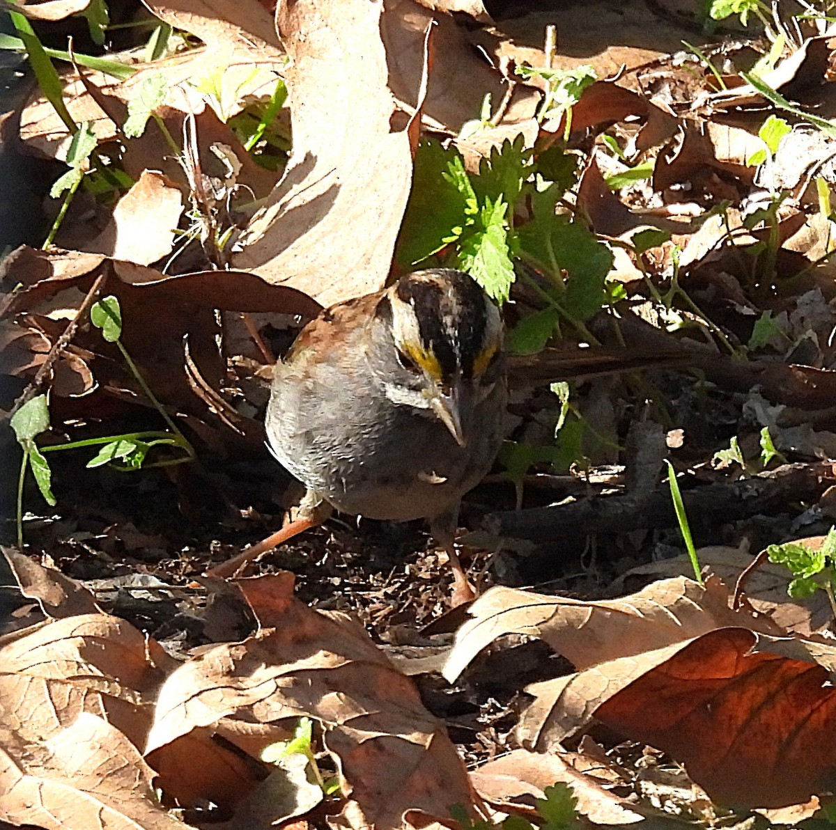 White-throated Sparrow - ML646470425
