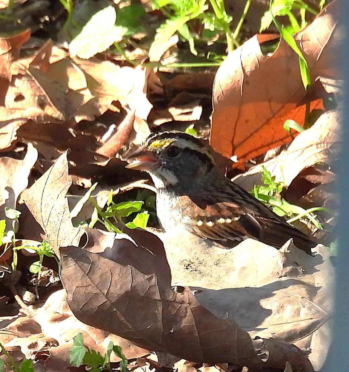 White-throated Sparrow - ML646470426