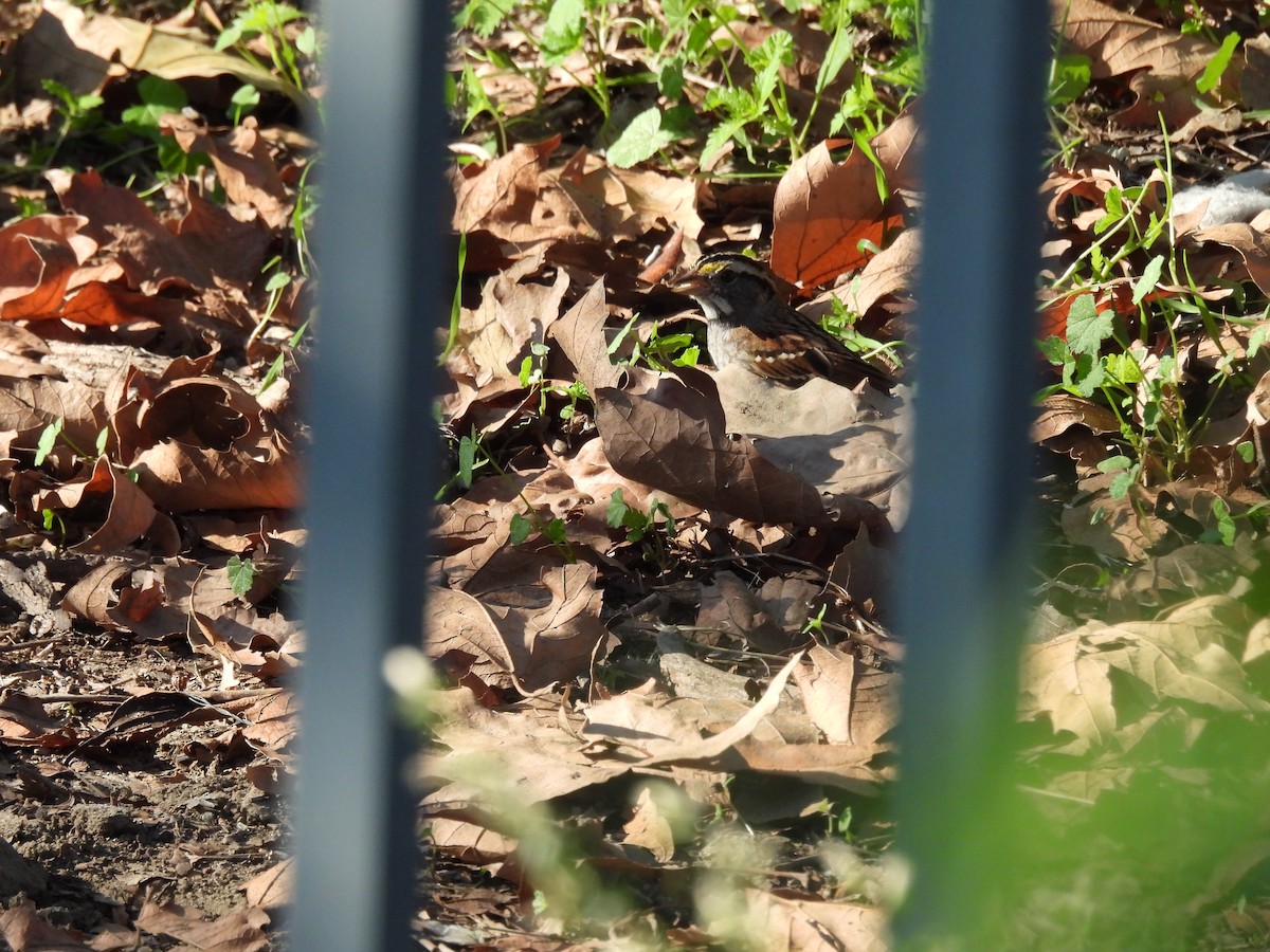 White-throated Sparrow - ML646470427