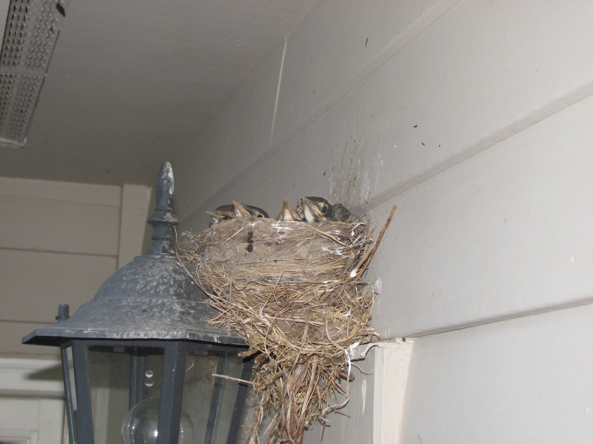 American Robin - ML646470428