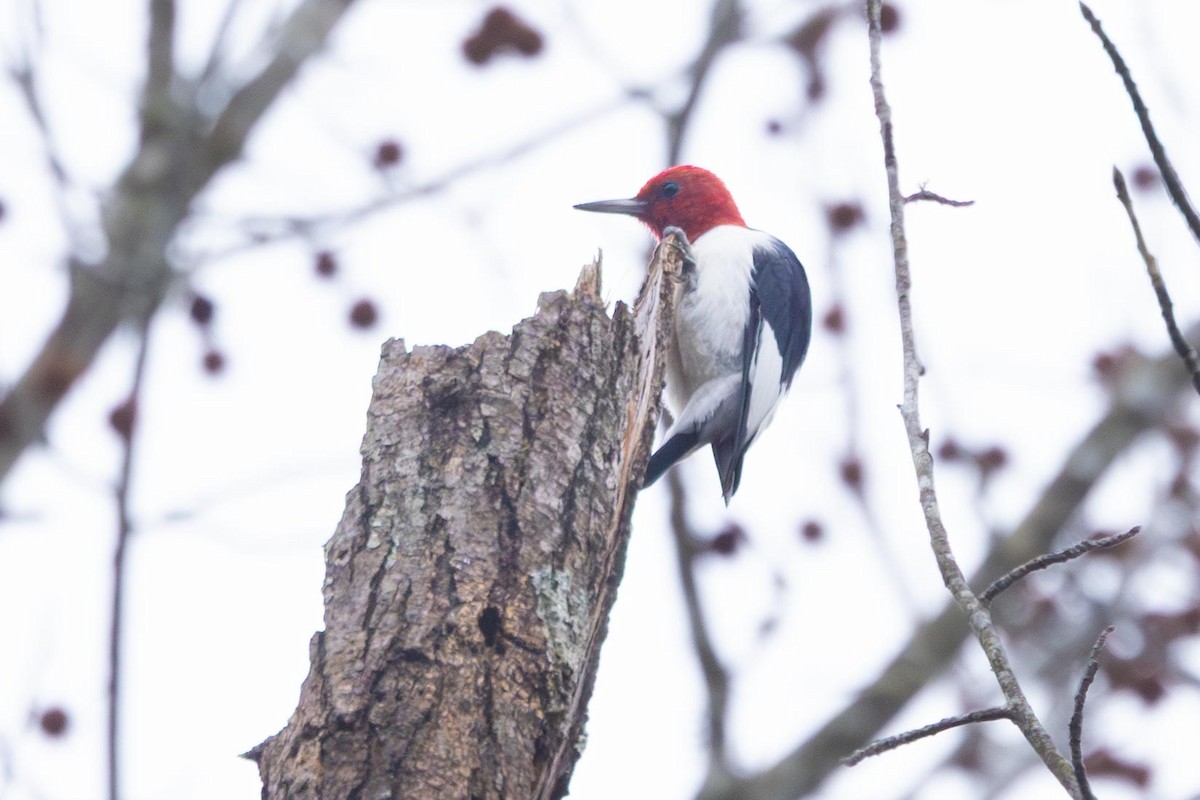 Red-headed Woodpecker - ML646470429