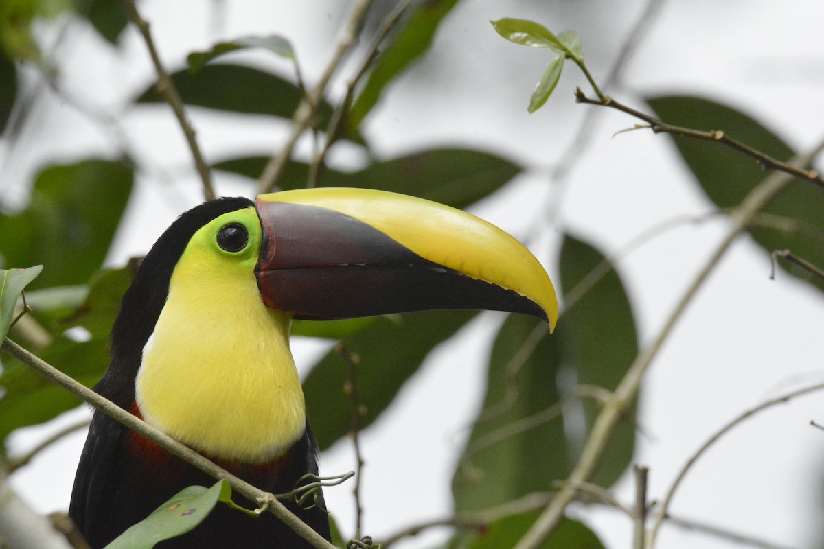 Yellow-throated Toucan - ML646470433
