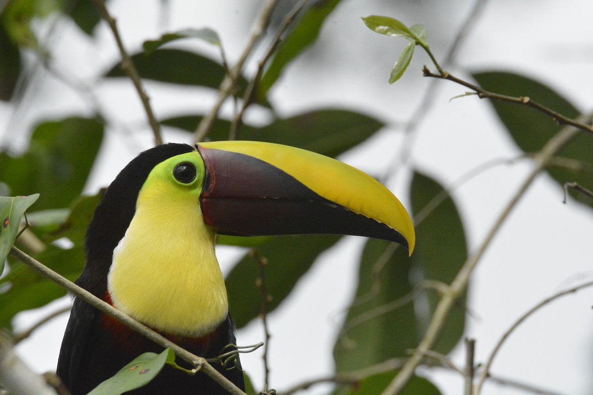 Yellow-throated Toucan - ML646470434